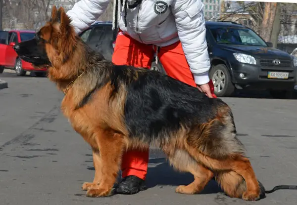 CH UA/JCH UA IKAR Forward Ukraine