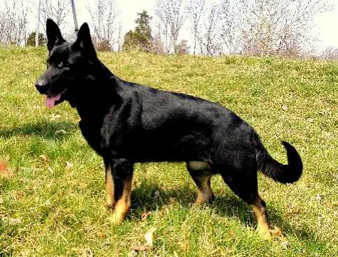 Kaedence Von Schone Stadt (Stormy)