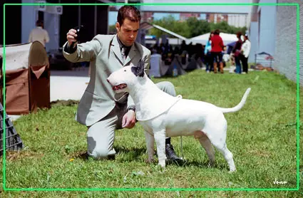 CH Northern buccaneer of kilacabar