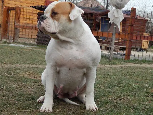 2XHPJ, BIS I., BOB Black Diamonds Sweet Amber of Hell's Gate Guardian Kennel