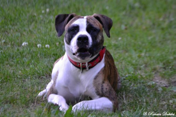 Chriso Asteri Athena