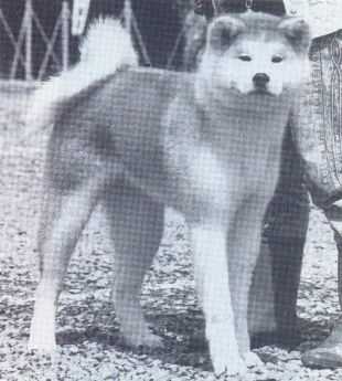 Reihi Go Moritake Hachiman