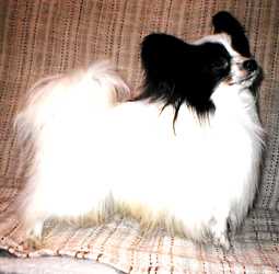 Golden Leaf's Oliver