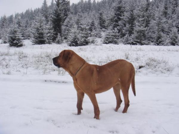 Jina Moloss De Harghita