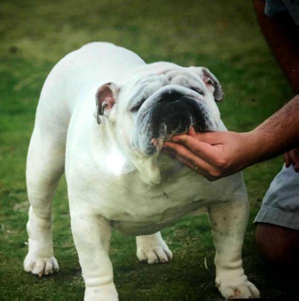 CH (AKC) Dunebrae Prime Time