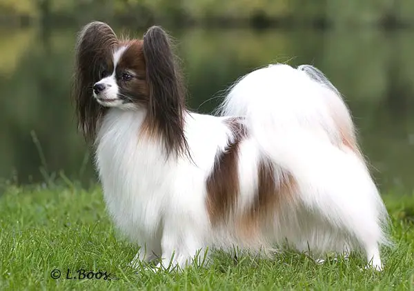 Caspian's Blue Print