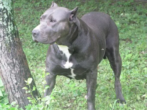 Blue Passion's Fiji