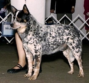 Hirehand Captain Jack