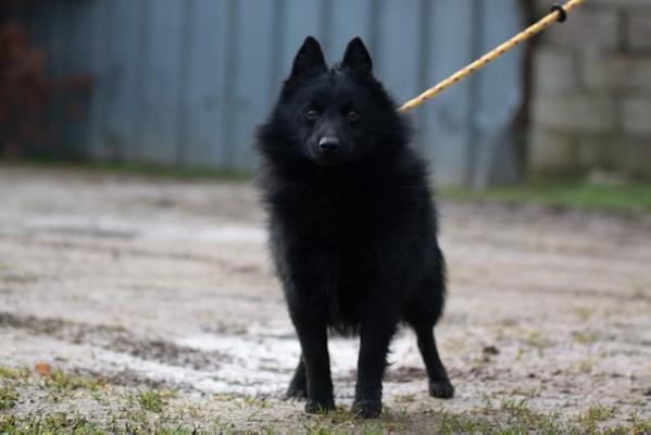 raste li schipperke velika