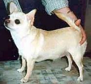 MURMUR LATEST FLAME Smooth-Haired  Finland