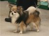 CHAMPION FINLAND Little star chimane'S