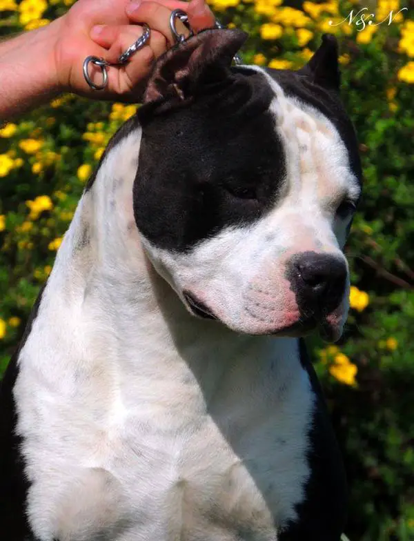 Idol Cosa Nostra Impero