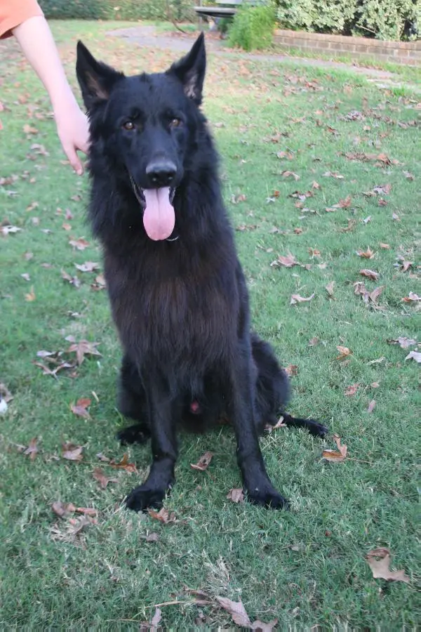 Priest Zet Eurosportu