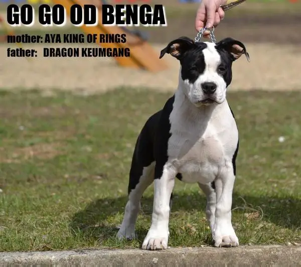Go go od benga