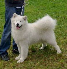 INDI WINKY The Glow of the snowy star