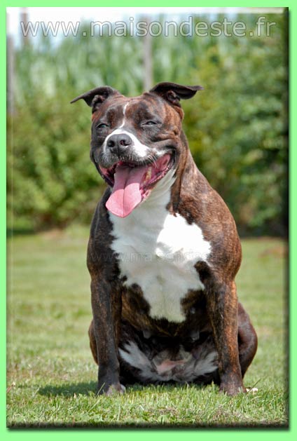 Amazone de la maison d este