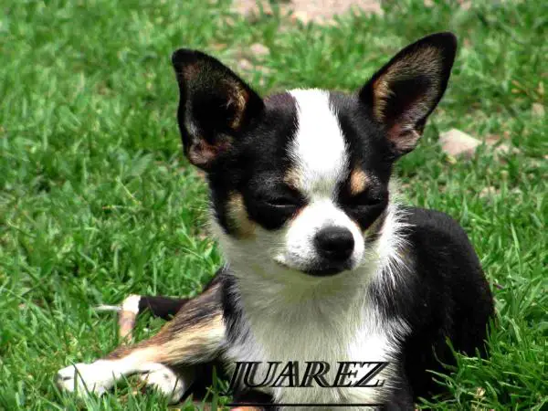 JA BLANCA Dogomania