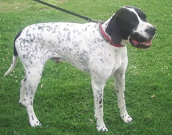 NU-LILI OTELO DE GEGAR