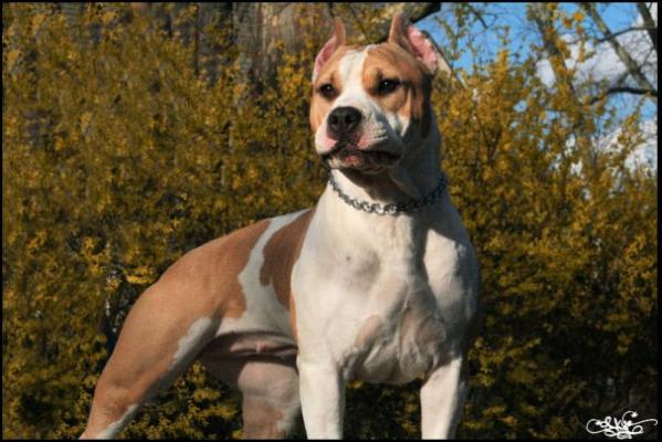 AKC CH, UKC GRCH Hilltop's Little Lily Of Skye