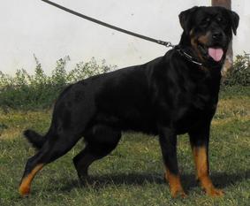 JCH,CH Ultra od dragicevica