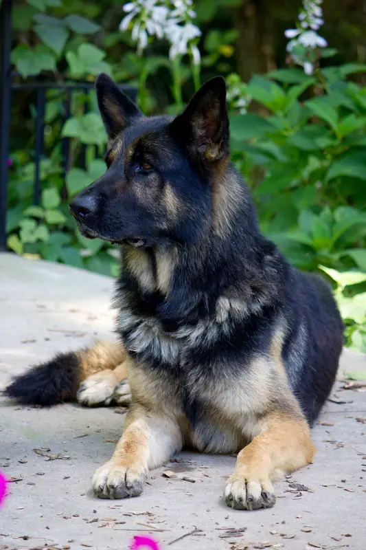 Jarco Von Schmetterling