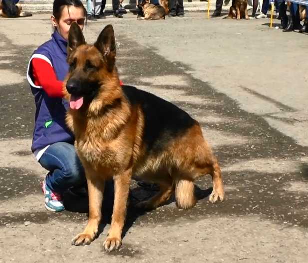 J.CHNKP.JCHRUS.CH RU Kalashnikhof Korden