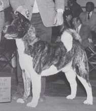 AKC CH OBJ Moonraker Of Wicca