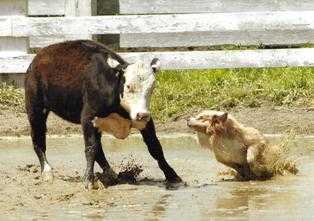 WTCH Gambler's Sun Twisp