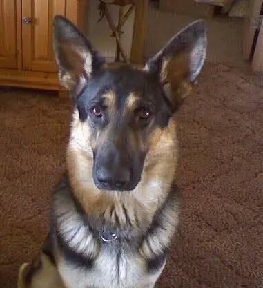 CH Brimstones Southern Gatekeeper