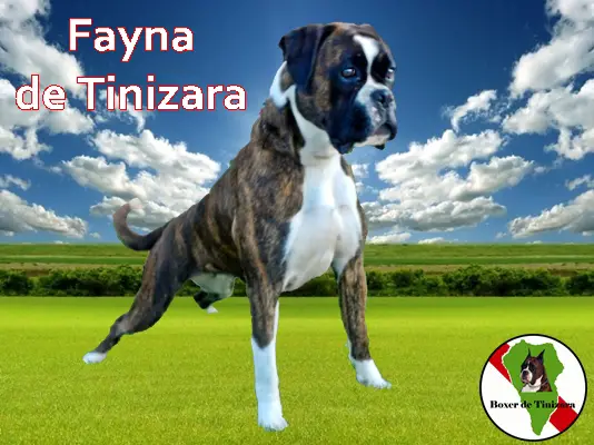 Fayna de Tinizara