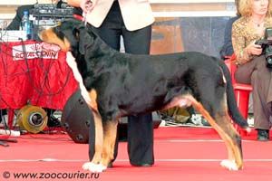 WORLD CHAMPION Sennenhund Rossii Zhrets Gran Vencedor