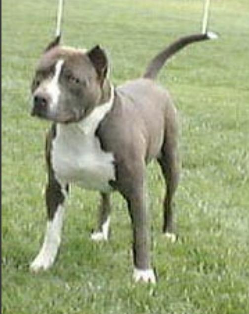 ABLEPAWS' SIMINGTON'S TALK OF THE TOWN