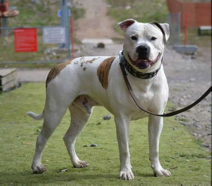 Tm`s northern ab`s night striker