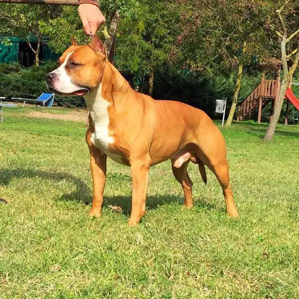 Sindelar's Sangara Of Bazo-Town