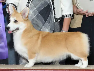 Sandfox Kismet