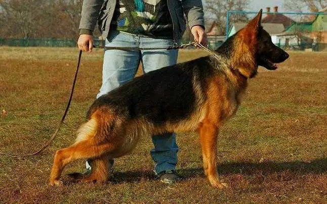 Saliente Del Casa Favore