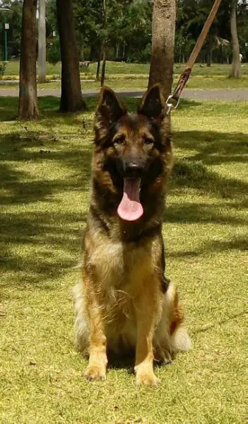 Kyara (Gonzalez) MEX. FCI.