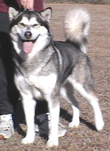 CH (AUS) Kotuko Are You Impressed