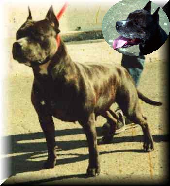 R.CAC-R.CACIB Brenda eager fothe battl
