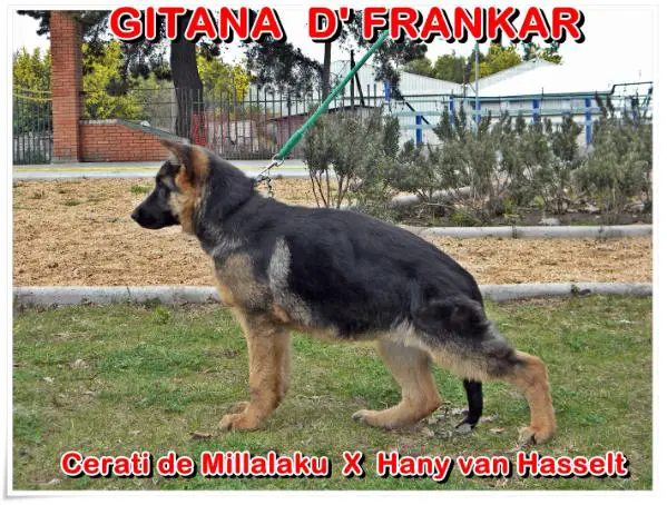 Gitana D'Frankar