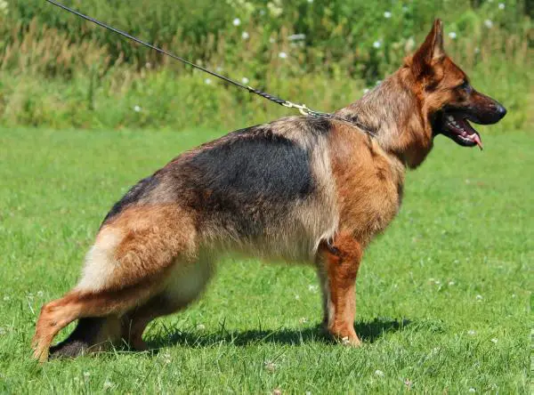 V KIMBA von Zornkeltinga
