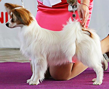 Aller Best Akura Integra