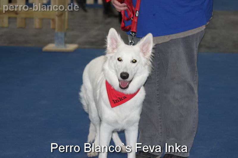 Perro Blanco`s Fever Inka