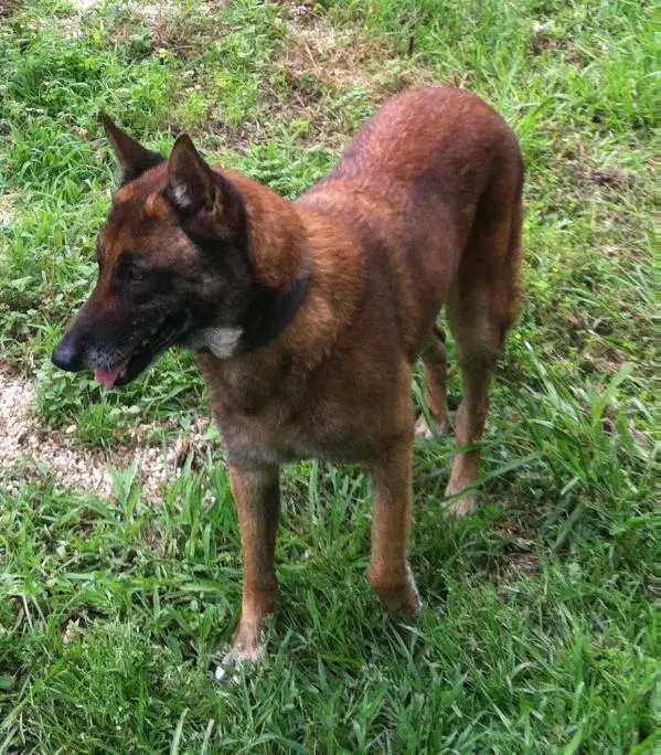 Heartland's Roxie
