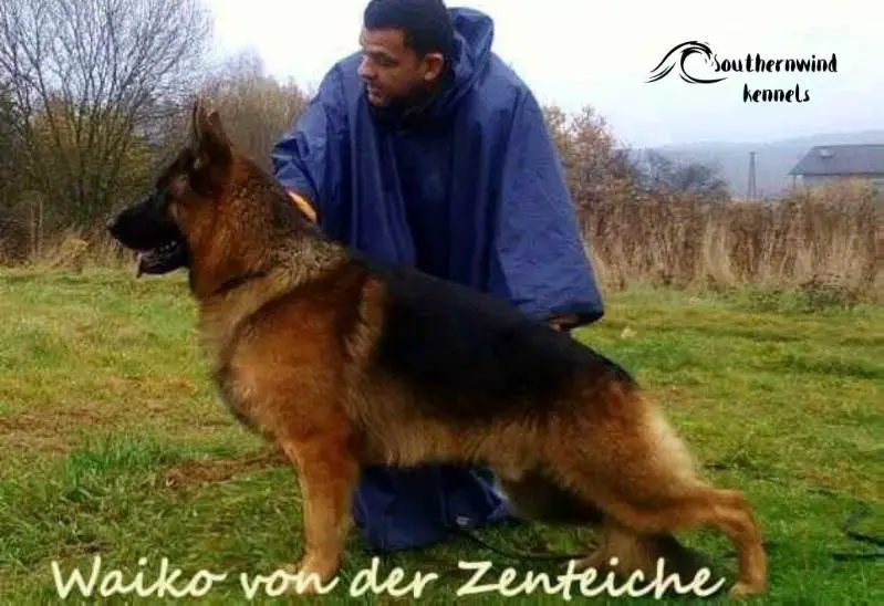 V Waiko von der Zenteiche