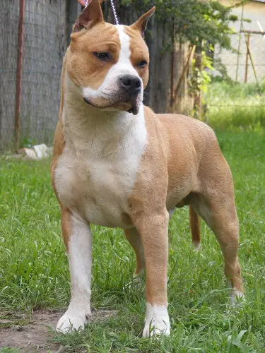 Mr Universum Fianna of Lightsome