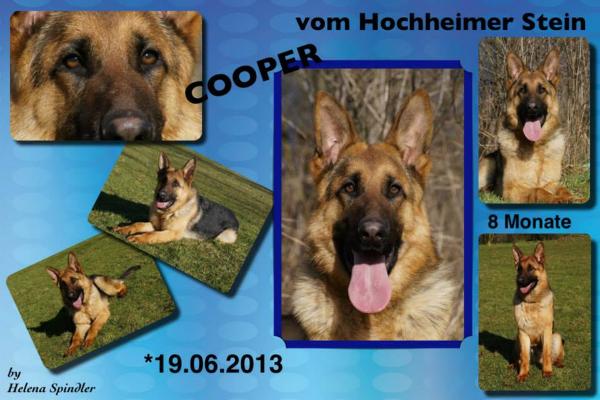 Cooper vom Hochheimer Stein