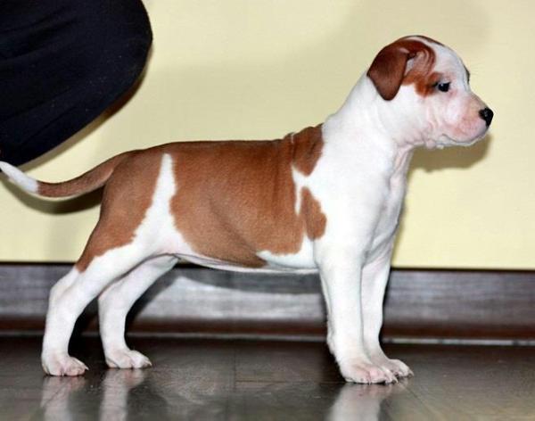 Xmas Song of Fianna Team