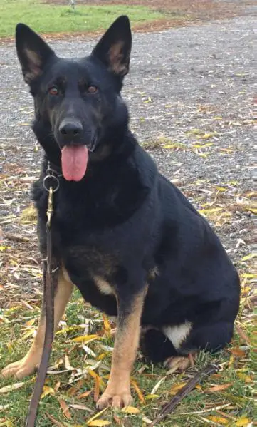 Callie vom Spitzenhund