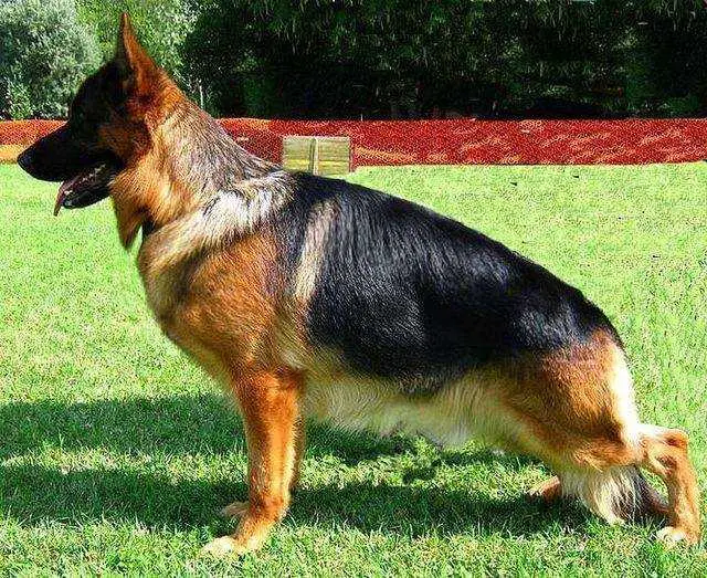 SG 1 (RO) Super von Turenhof